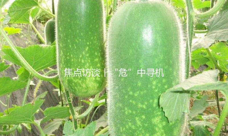 焦点访谈丨“危”中寻机 闯关破局 我国外贸转战表里新蓝海