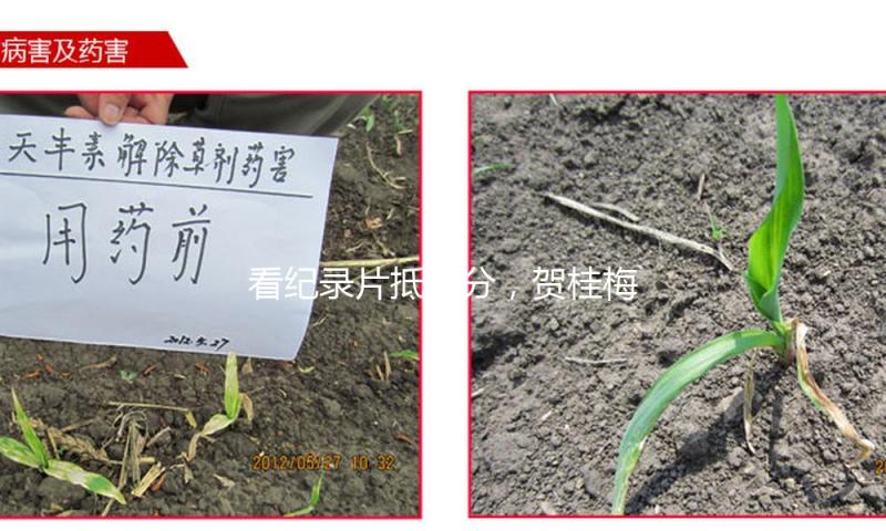 看纪录片抵学分，贺桂梅：纪录片是对立低质碎片信息的好前言