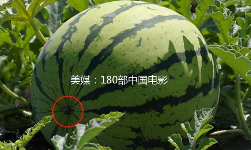 美媒：180部中国电影露脸戛纳世界电影节