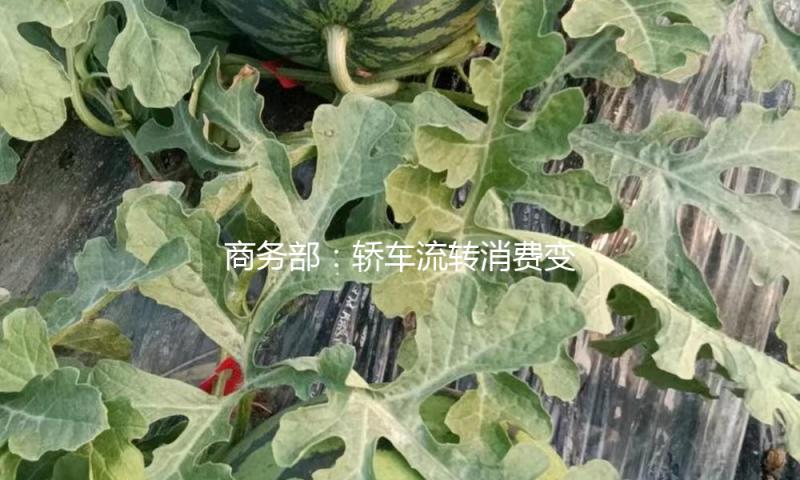 商务部：轿车流转消费变革试点正在加速推动