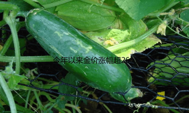 今年以来金价涨幅超26%，未来会持续上涨吗？