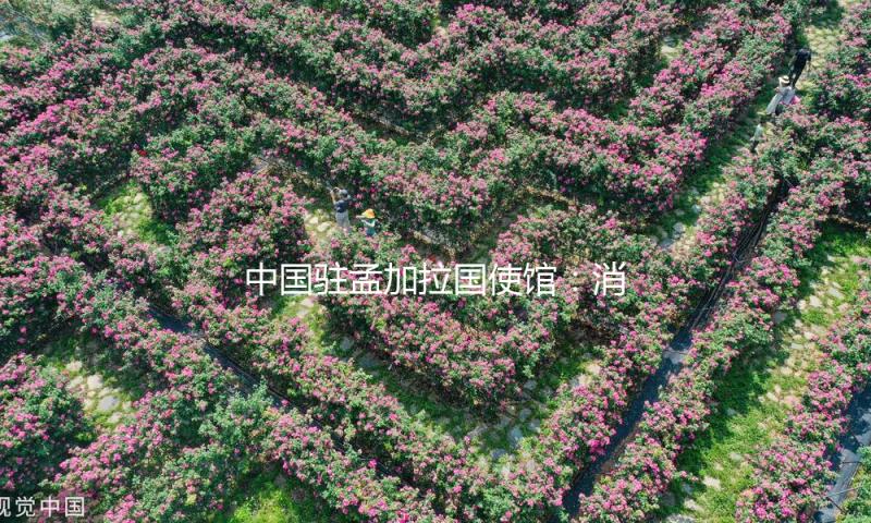 中国驻孟加拉国使馆：消除“买外国媳妇”错误思想，慎重赴孟娶妻 — 新京报