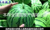 本年全國(guó)荔枝產(chǎn)值同比翻番