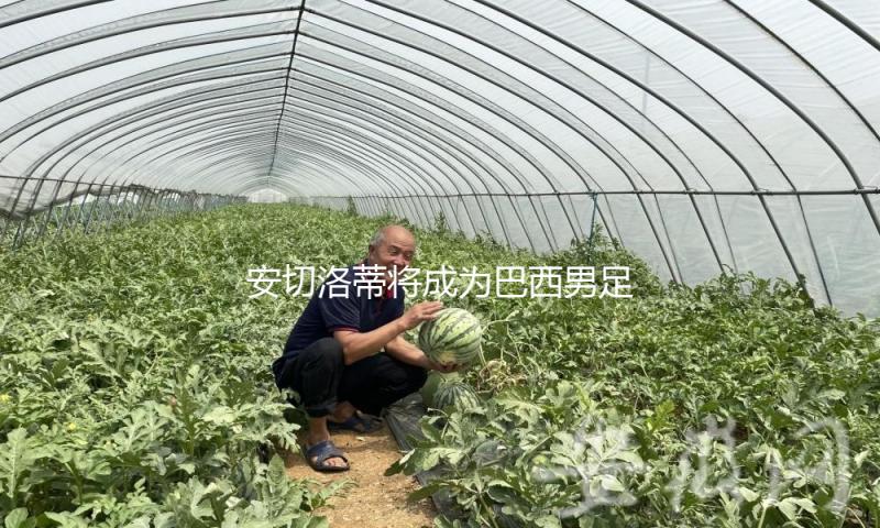 安切洛蒂将成为巴西男足国家队新任主教练 — 新京报