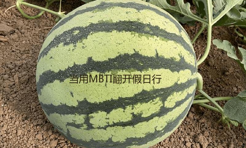 当用MBTI翻开假日行李打包......