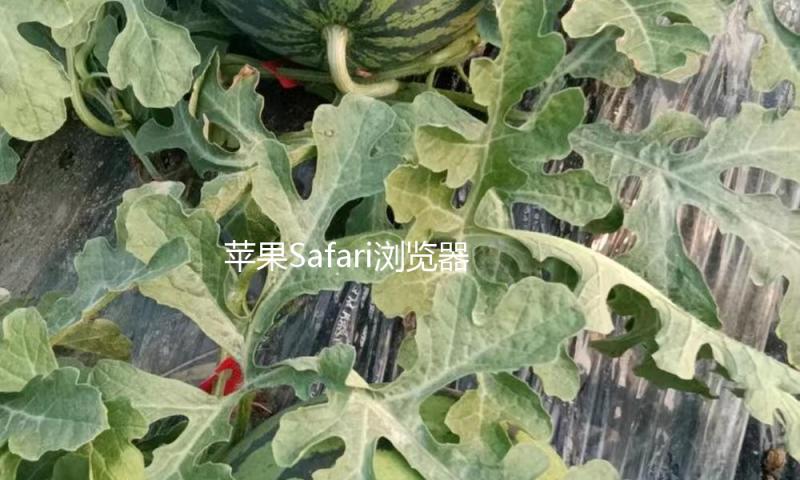 苹果Safari浏览器上的查找量初次下降