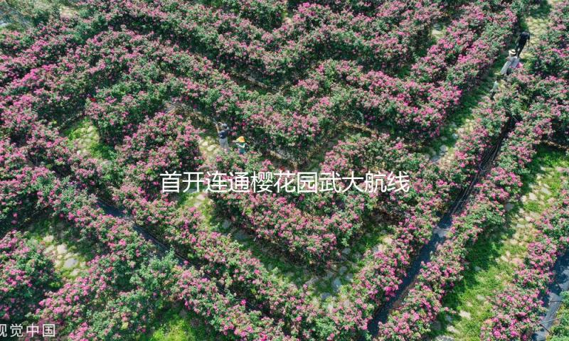 首开连通樱花园武大航线，首推一票环游三镇巴士 樱花季宠粉 武汉拓荒“水陆专线”